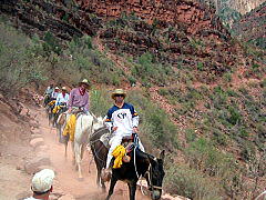 アメリカ旅行記/ グランドキャニオン ブライトエンジェルトレイル(Grand Canyon Bright Angel Trail)  ミュールツアー