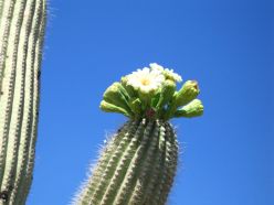 サボテンの花 ツーソン アリゾナ  サワロサボテン