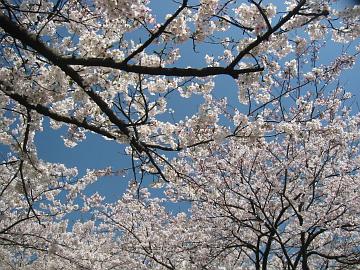 鎌倉の桜。ＰＬフィルタ使用