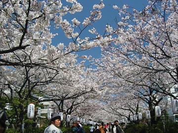 鎌倉の桜。