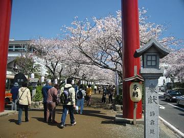 鎌倉の桜。二の鳥居