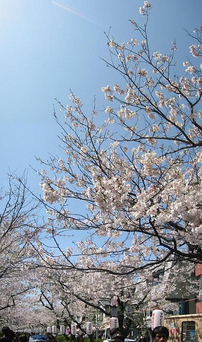 鎌倉の桜・段葛。３枚写真合成