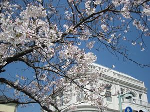 鎌倉の桜/ Cherry Blossom