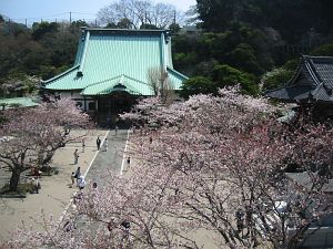 鎌倉の桜/ Cherry Blossom