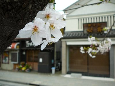 鎌倉の桜の写真