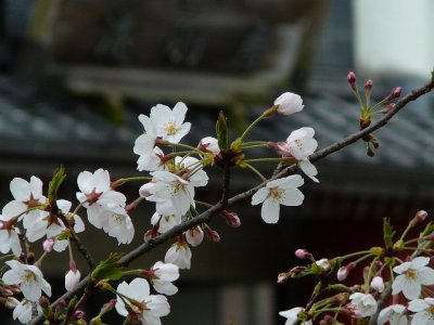 鎌倉の桜の写真