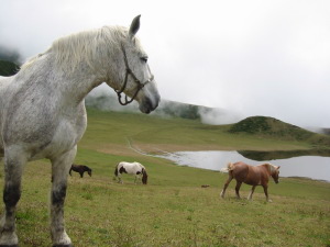 九州旅行 阿蘇 草千里の馬