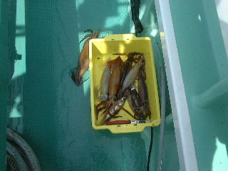 ��̂R��̓����ł���ȋ�̒މʁI�@��I�@�S�}�I�܂ł��H