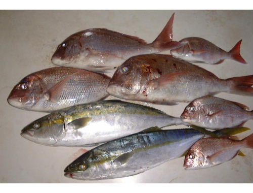 久し振りにゲットしたワラサと真鯛。全て私の釣果!めずらし〜い!