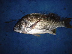 ���V�[�Y�����̒ލs�ŃQ�b�g�����C��