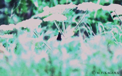 ���ض���