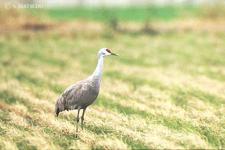 ツルの仲間その3