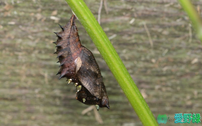 タテハチョウ科