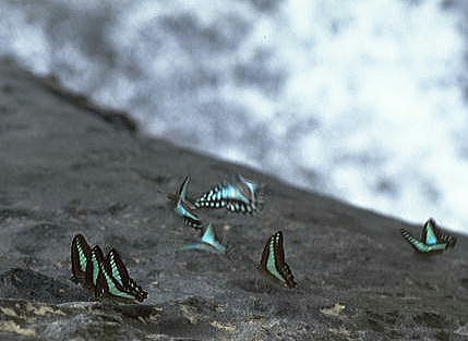 �A�I�X�W�A�Q�n���R�U�炷�~�J�h�A�Q�n