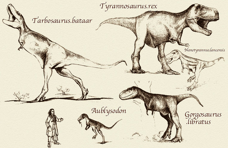 Картинки по запросу Тираннозаври́ды